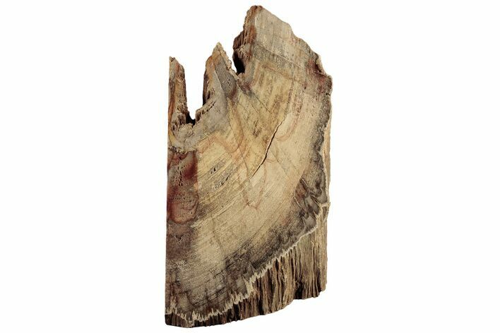 Polished Petrified Wood (Mahogany) Stand-up - Myanmar #185093